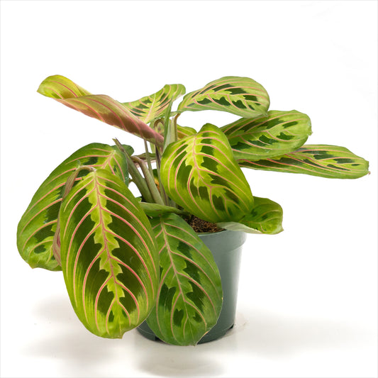 Maranta ‘Prayer Plant Red’