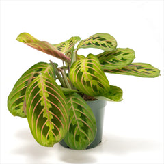 Maranta ‘Prayer Plant Red’