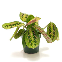 Maranta ‘Prayer Plant Red’