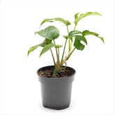 Mini Monstera
