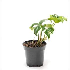 Mini Monstera