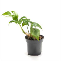 Mini Monstera