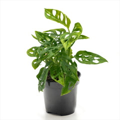 Monstera adansonii 'Swiss Cheese Plant'