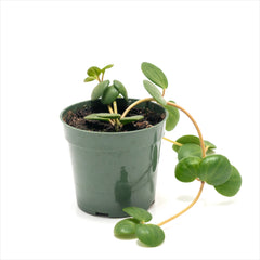 Peperomia ‘Hope’