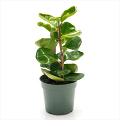 Peperomia obtusifolia Assorted