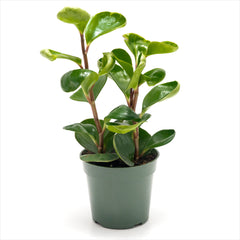 Peperomia obtusifolia Assorted