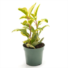 Peperomia obtusifolia Assorted