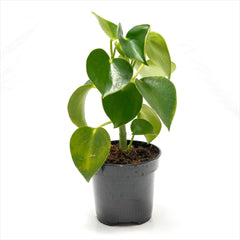 Peperomia ‘Raindrop’