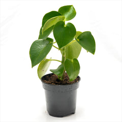 Peperomia ‘Raindrop’