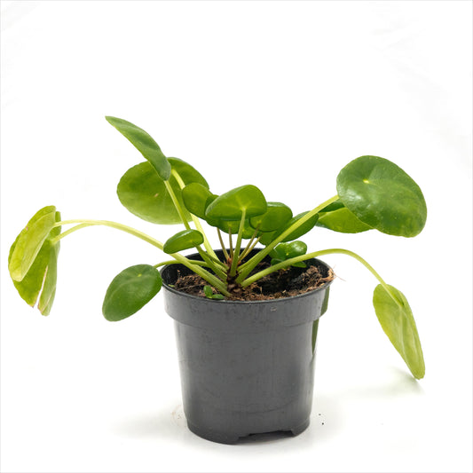 Peperomia ‘UFO Plant’