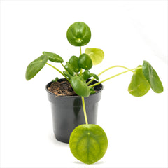 Peperomia ‘UFO Plant’