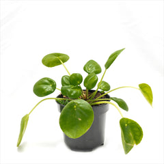 Peperomia ‘UFO Plant’