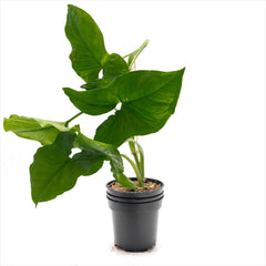 Philodendron ‘Arrowhead’