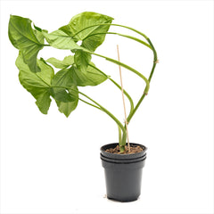 Philodendron ‘Arrowhead’