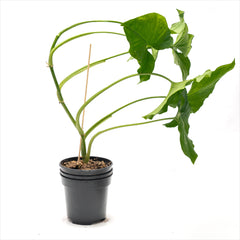 Philodendron ‘Arrowhead’