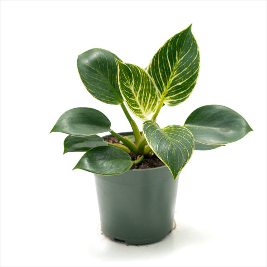 Philodendron ‘Birkin’