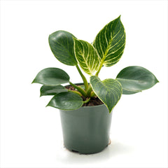 Philodendron ‘Birkin’