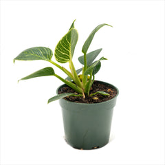 Philodendron ‘Birkin’