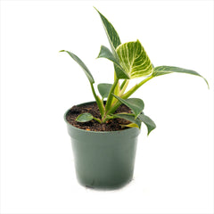 Philodendron ‘Birkin’