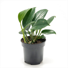 Philodendron raphidophora ‘Dragon’s Tail’