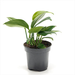 Philodendron raphidophora ‘Dragon’s Tail’