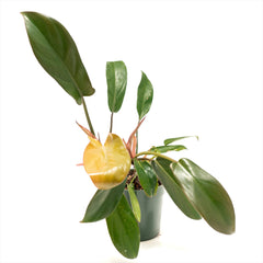 Philodendron ‘Florida Bronze’