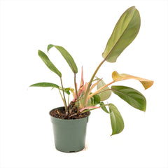 Philodendron ‘Florida Bronze’