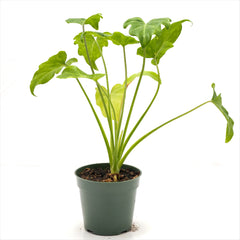 Philodendron xanadu 'Golden'