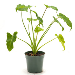 Philodendron xanadu 'Golden'