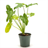 Philodendron xanadu 'Golden'