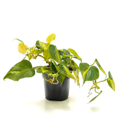 Philodendron ‘Heart Leaf Brazil’