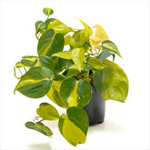 Philodendron ‘Heart Leaf Brazil’