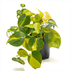 Philodendron ‘Heart Leaf Brazil’