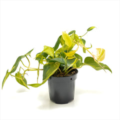 Philodendron ‘Heart Leaf Brazil’