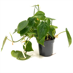 Philodendron ‘Heart Leaf Green’