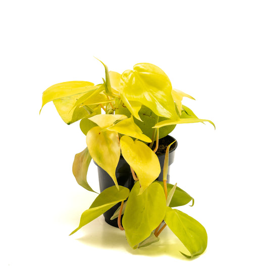Philodendron ‘Heart Leaf Lime’
