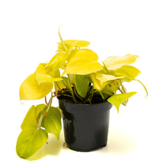 Philodendron ‘Heart Leaf Lime’