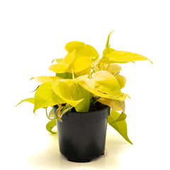 Philodendron ‘Heart Leaf Lime’