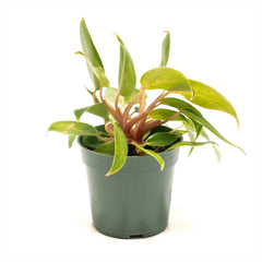 Philodendron ‘Painted Lady’