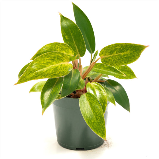 Philodendron ‘Painted Lady’