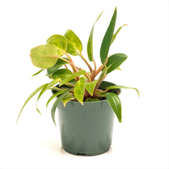 Philodendron ‘Painted Lady’