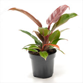 Philodendron ‘Red Sun’