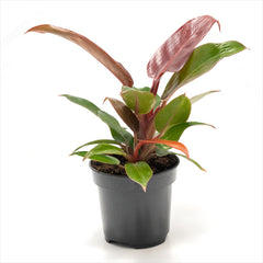 Philodendron ‘Red Sun’