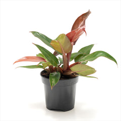 Philodendron ‘Red Sun’