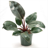 Philodendron ‘Rojo Congo’