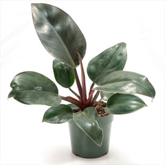 Philodendron ‘Rojo Congo’