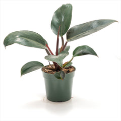 Philodendron ‘Rojo Congo’