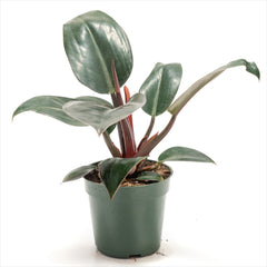 Philodendron ‘Rojo Congo’