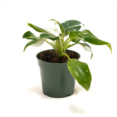 Philodendron ‘White Wizard’