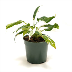 Philodendron ‘White Wizard’